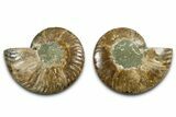 Cut & Polished Ammonite Fossil - Madagascar #377548-1